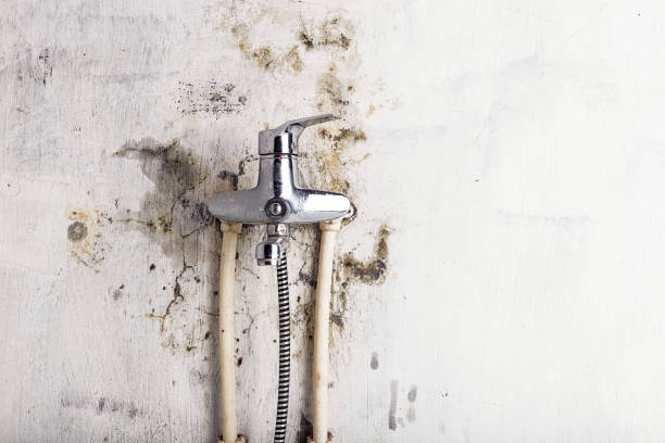 Best Best Mold Removal Companies  in Port Byron, IL