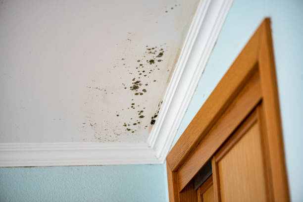 Best Residential Mold Removal  in Port Byron, IL