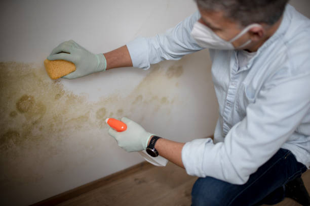 Best Mold Remediation  in Port Byron, IL