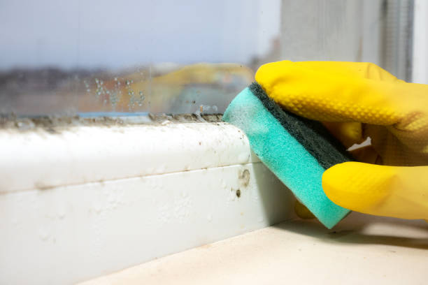 Best Same-Day Mold Removal  in Port Byron, IL