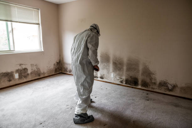 Best Mold Damage Repair  in Port Byron, IL