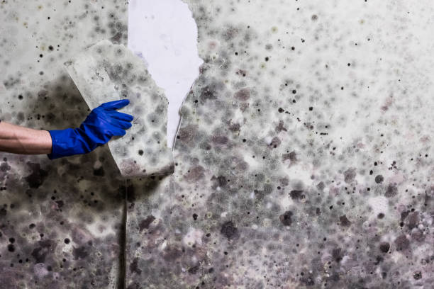 Best Mold Cleaning Services  in Port Byron, IL