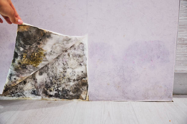 Mold Removal Process in Port Byron, IL